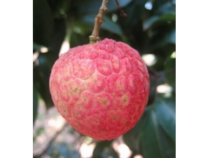 ˮ����Ӫ����ֵ?8��ˮ�����˵İ���Ч��