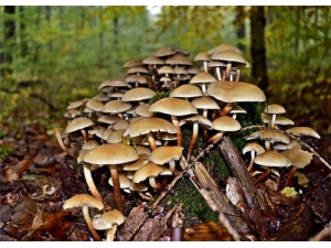 �����Ӫ����ֵ �̵㳣��ʳ�þ�������