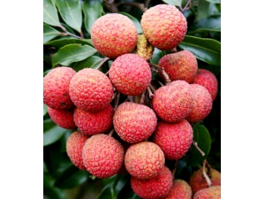 �и��ܳ���֦��?�ض���Ⱥ����֦Ҫע��