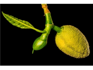 �����۵�Ӫ����ֵ �����۵�ʳ�ù�Ч