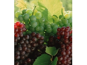 ���ѵĹ�Ч������?����ʳ��Ӫ��������