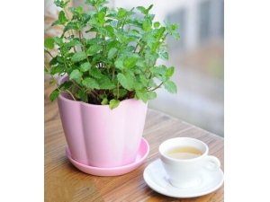 �������ղ�?�����������ջ���