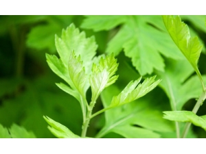 �Ƽ�����Ҷ����ʳ��