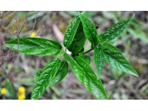 �����ϱ�����4�ֳ��ٲ�