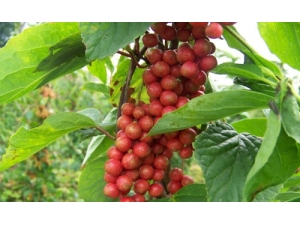 ��ҽ������ҩ��ζ�ӵĹ�Ч