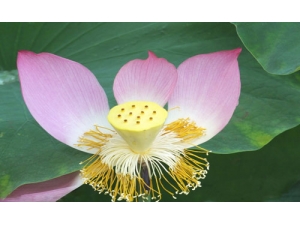 ��ҽ����������Ĺ�Ч������