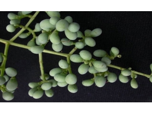 ��ҽ����Ů���ӵĹ�Ч