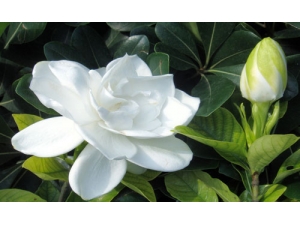 ��ҽ�������ӻ��Ĺ�Ч������