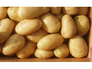 ���������������п�˥��