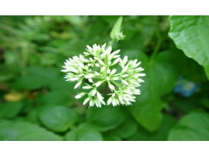 ��ҽ���������Ĺ�Ч������