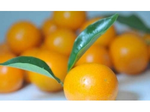 ������������Ԥ�����Ĳ���