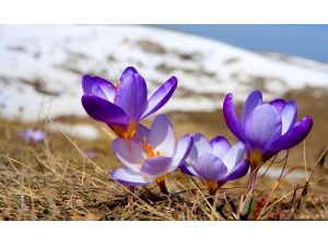 ��ҽ�����غ컨��������Ч��