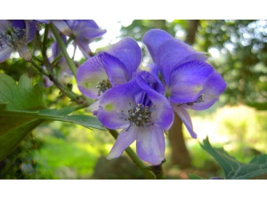 ���ڵĹ�Ч������Ч��