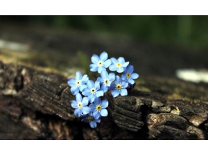 �����ҵĹ�Ч������Ч��