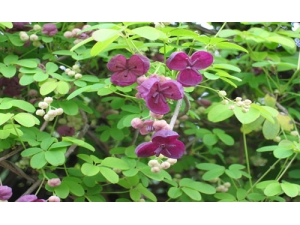 ľͨ�Ĺ�Ч������Ч��