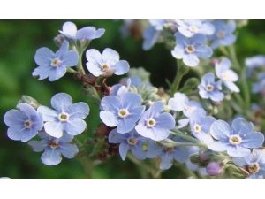 �ϲݵĹ�Ч������Ч��