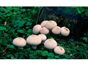 �����Ĺ�Ч������Ч��