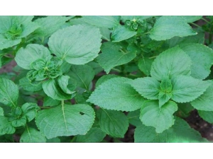 ��ҽ������Ҷ�Ĺ�Ч������