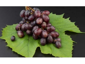 ����ʳ���ܲ�Ѫ ��һ����֪��