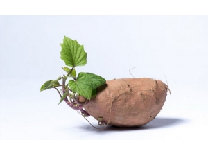 ����ʳ�﷢ѿ������˪