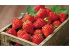 草莓的营养价值,明目养肝效果好