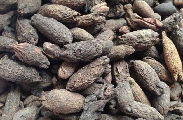 中药材母丁香图片