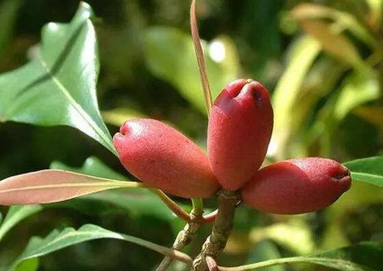 中药材母丁香图片