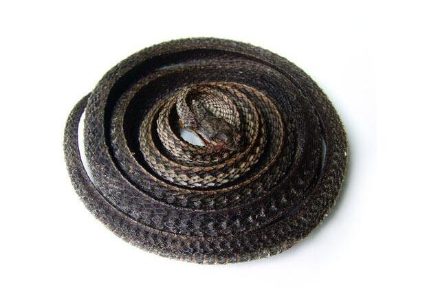 中药材乌梢蛇图片