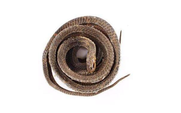 中药材乌梢蛇图片