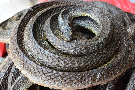 中药材乌梢蛇图片