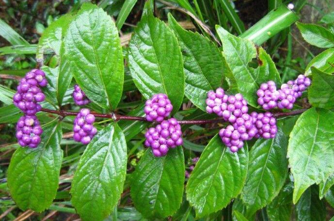 中药材大叶紫珠图片