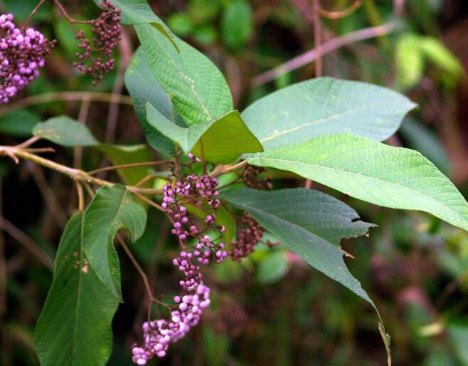 中药材大叶紫珠图片