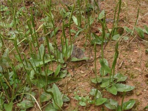 中药材一支箭图片