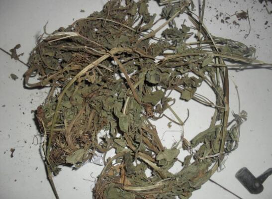 中药材蓝布正图片