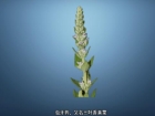 中药材虫牙药图片