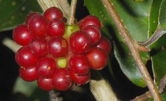 中药材南五味子图片