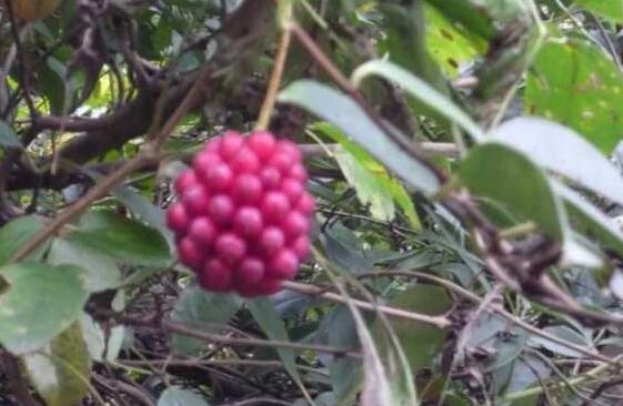 中药材南五味子图片