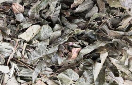 中药材巫山淫羊藿图片