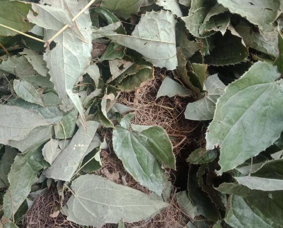 中药材巫山淫羊藿图片