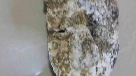 中药材龙涎香图片