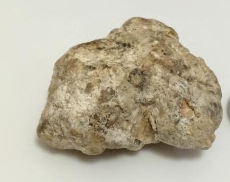 中药材龙涎香图片