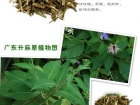 中药材广升麻图片