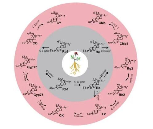 �˲�����Rh2����Rg3����������!