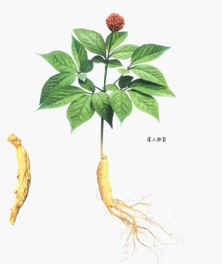 �˲�����Rh2�Գ�������������