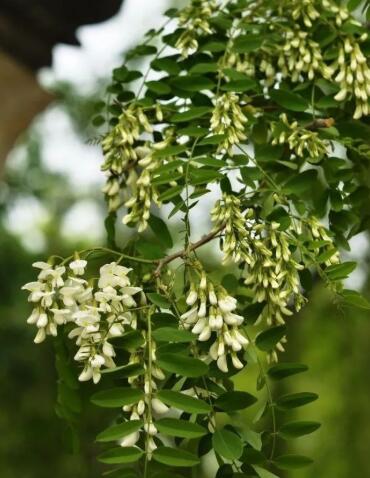 �̴���Ѫ��ô���Ʒ������С���и��Ʊ�Ѫ�治��