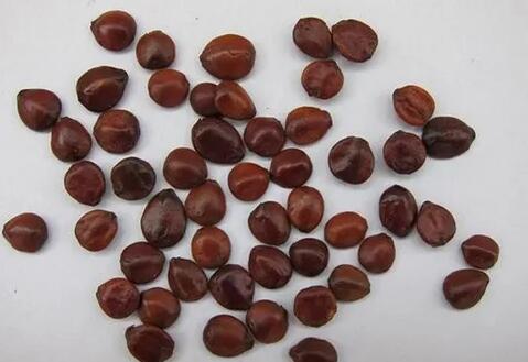 ȫ��ҹʱ������ͳ������ҩ�������桱����