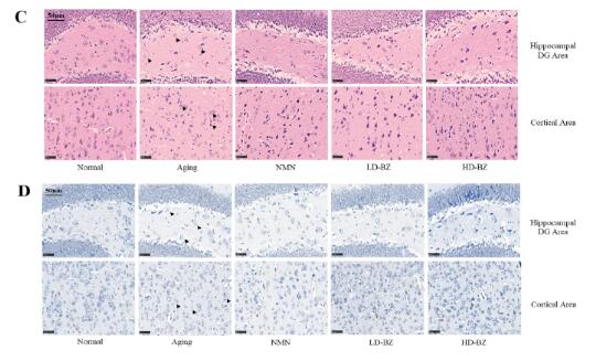 �����о�������ҽҩ�ӻ���˥����֤��